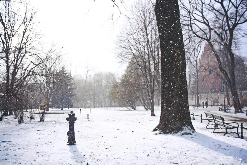 高清摄影 冬日 雪景 公园 自然 宁静 冬日公园雪景