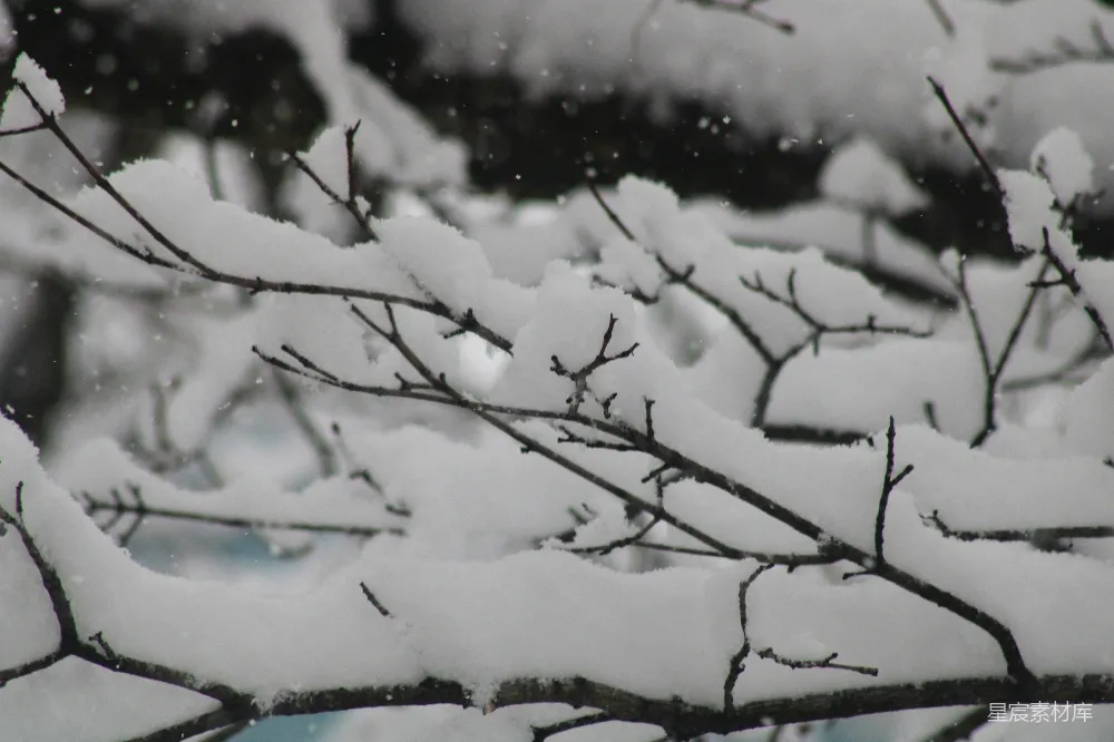 这张图片展示了一片被雪覆盖的树枝，雪花轻柔地飘落，营造出一种宁静而寒冷的冬日氛围。树枝上的积雪显得格外洁白，与背景的模糊形成对比，突显出树枝的轮廓和细节。适合用作冬季、自然或静谧场景的背景素材。