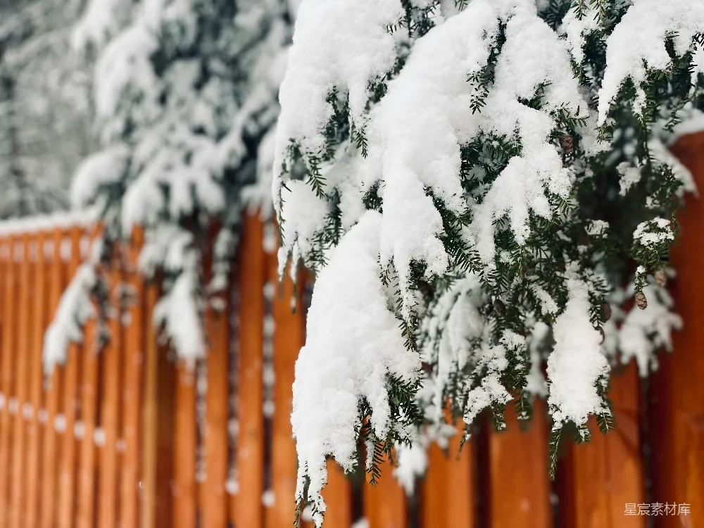 高清摄影 雪景 自然 冬日 松枝 宁静 冬日松枝上的雪
