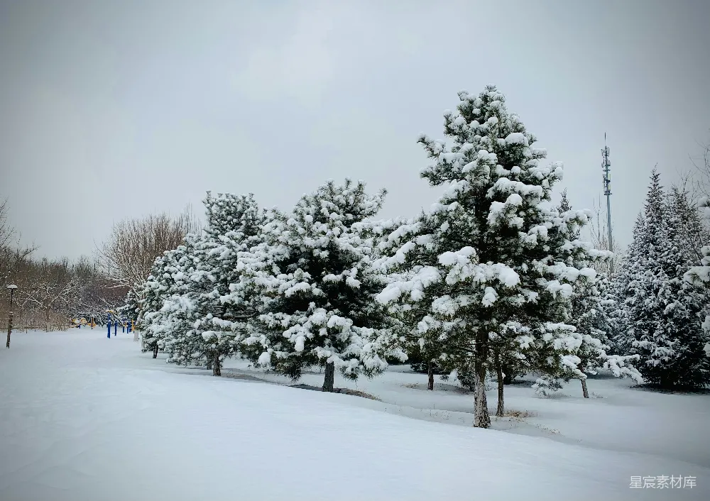 高清摄影 雪景 冬季 自然风光 户外 宁静 冬日雪景中的松树