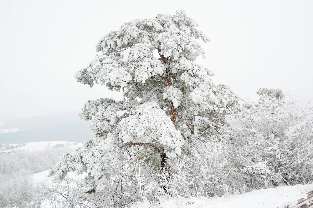 高清摄影 雪景 自然风光 冬季 松树 宁静 冬日雪景中的松树