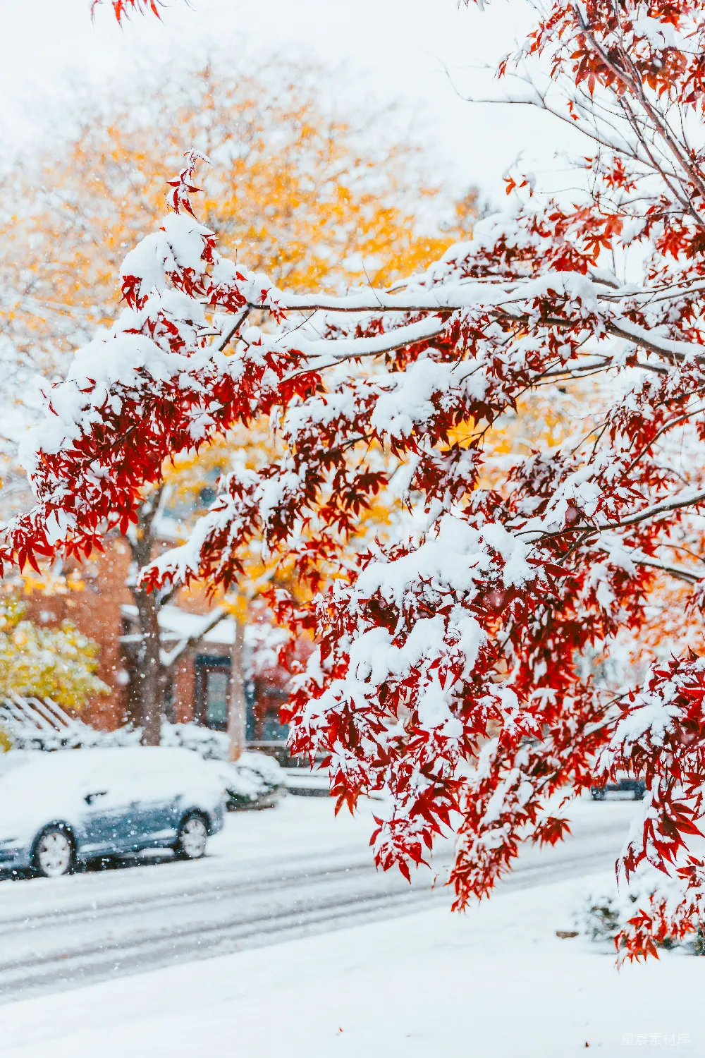 高清摄影 冬季 自然风光 雪景 红叶 城市 冬日红叶雪景
