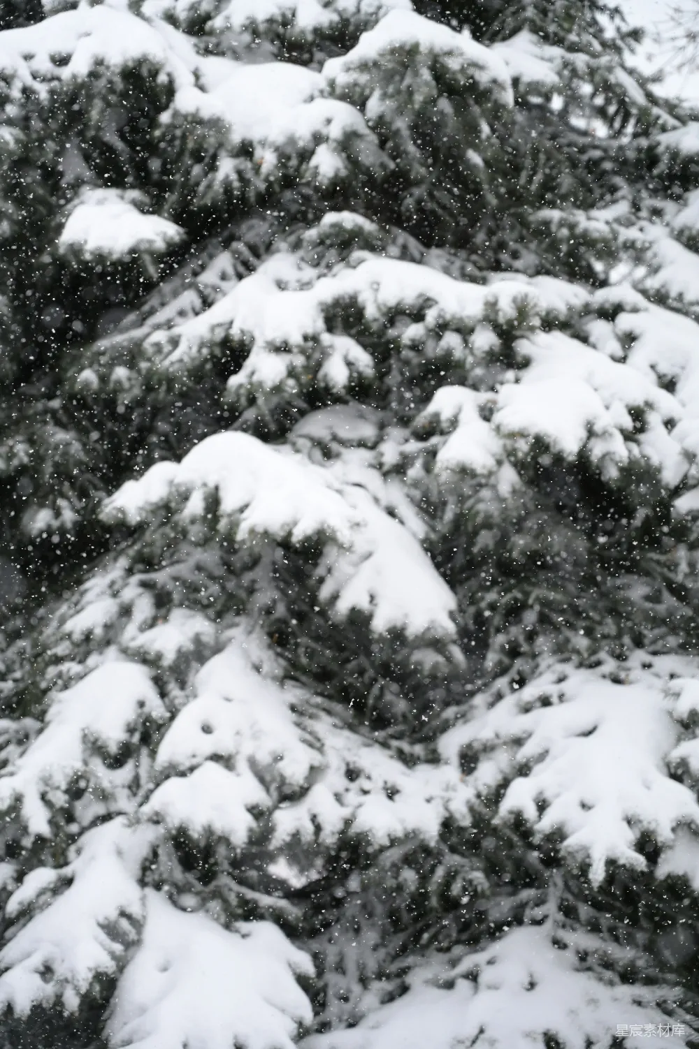 高清摄影 雪景 自然 冬日 松树 雪落松枝