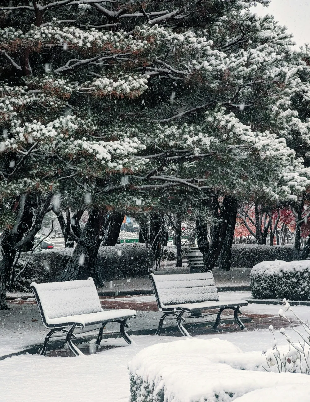 高清摄影 雪景 公园 冬季 宁静 自然 冬日雪景中的公园长椅