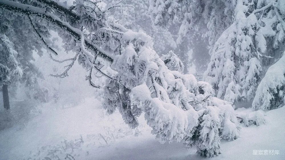 高清摄影 雪景 冬日 自然 静谧 雪林 冬日雪林静谧之美