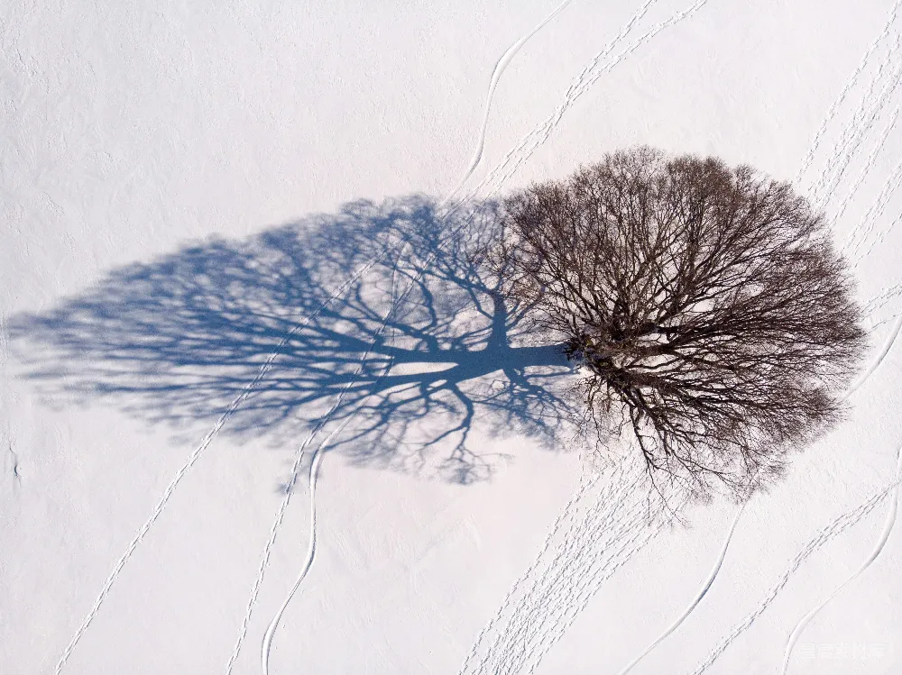高清摄影 雪地 孤树 自然 冬日 航拍 雪地中的孤树