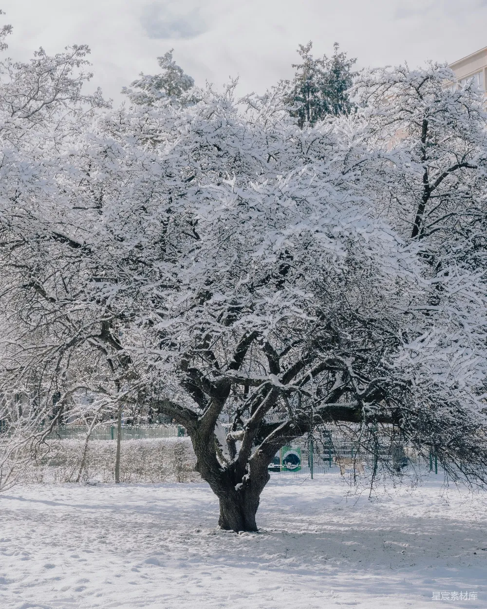 高清摄影 雪景 自然 冬季 静谧 户外 雪中的老树