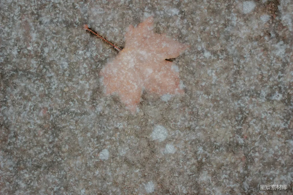 高清摄影 雪景 落叶 冬季 自然 冷色调 被雪覆盖的红叶