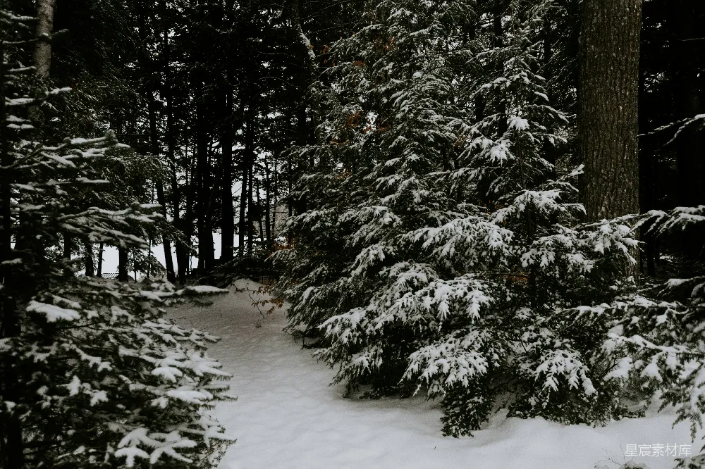 高清摄影 雪景 森林 自然 冬季 户外 冬日雪景中的松树林