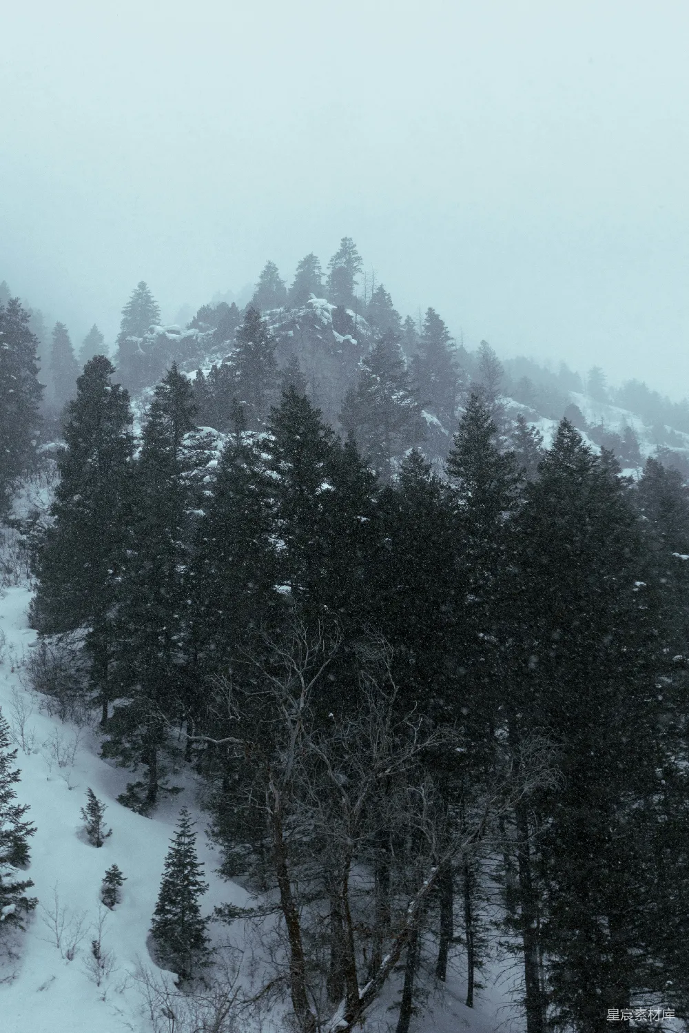 高清摄影 雪景 森林 冬季 自然 宁静 冬日雪林