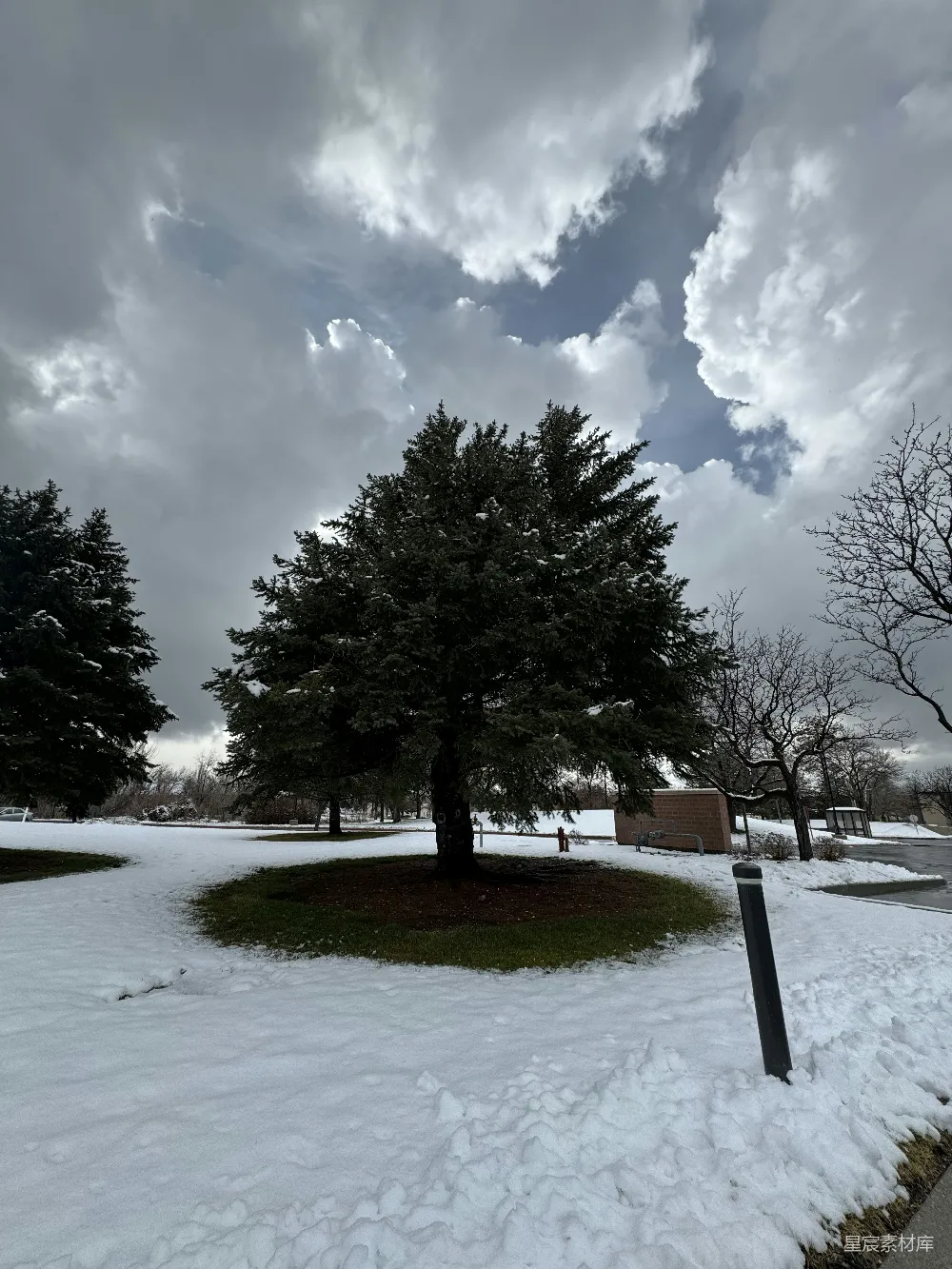 高清摄影 雪景 冬季 自然风光 树木 户外 冬日雪景下的常青树