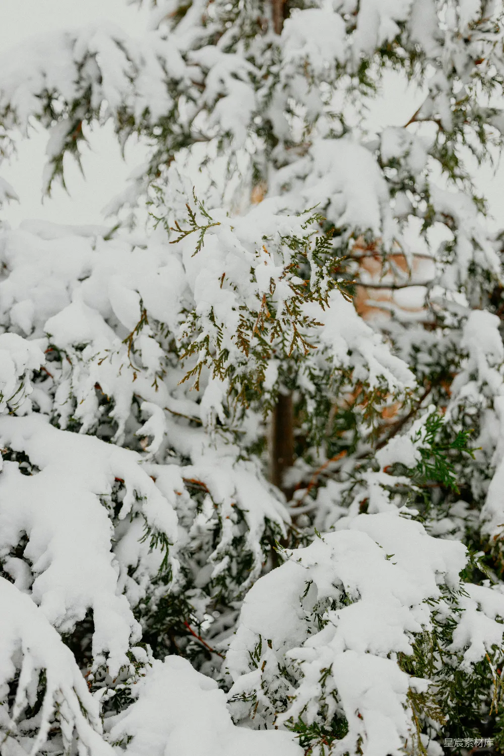 高清摄影 雪景 冬日 自然 松树 宁静 冬日雪景中的松树枝
