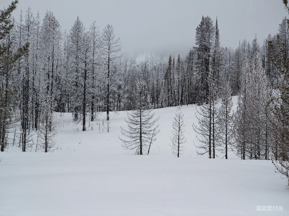高清摄影 冬季 雪景 自然风光 森林 宁静 冬日雪景：静谧的林间小径