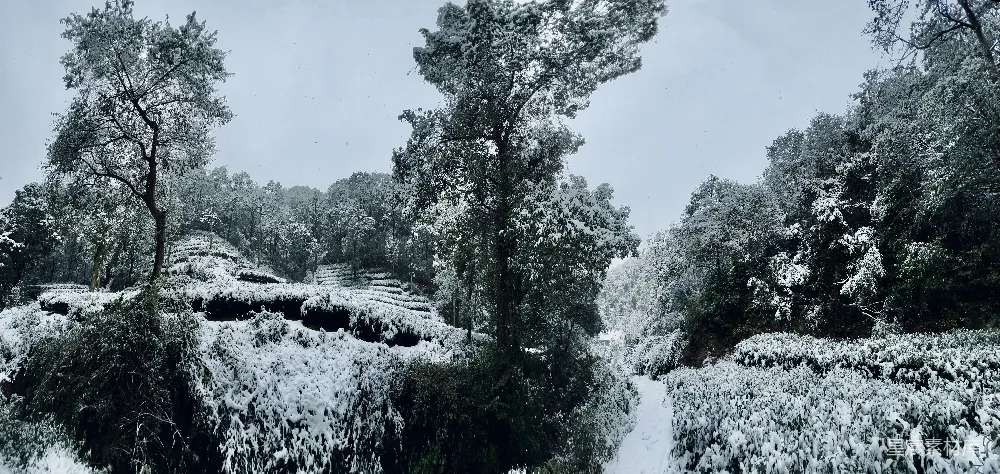高清摄影 雪景 茶园 冬季 自然风光 宁静 雪后的茶园