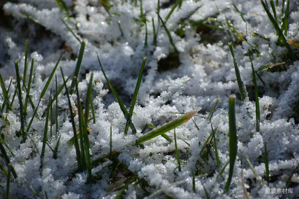高清摄影 雪景 自然 冬季 草地 户外 雪中的草地