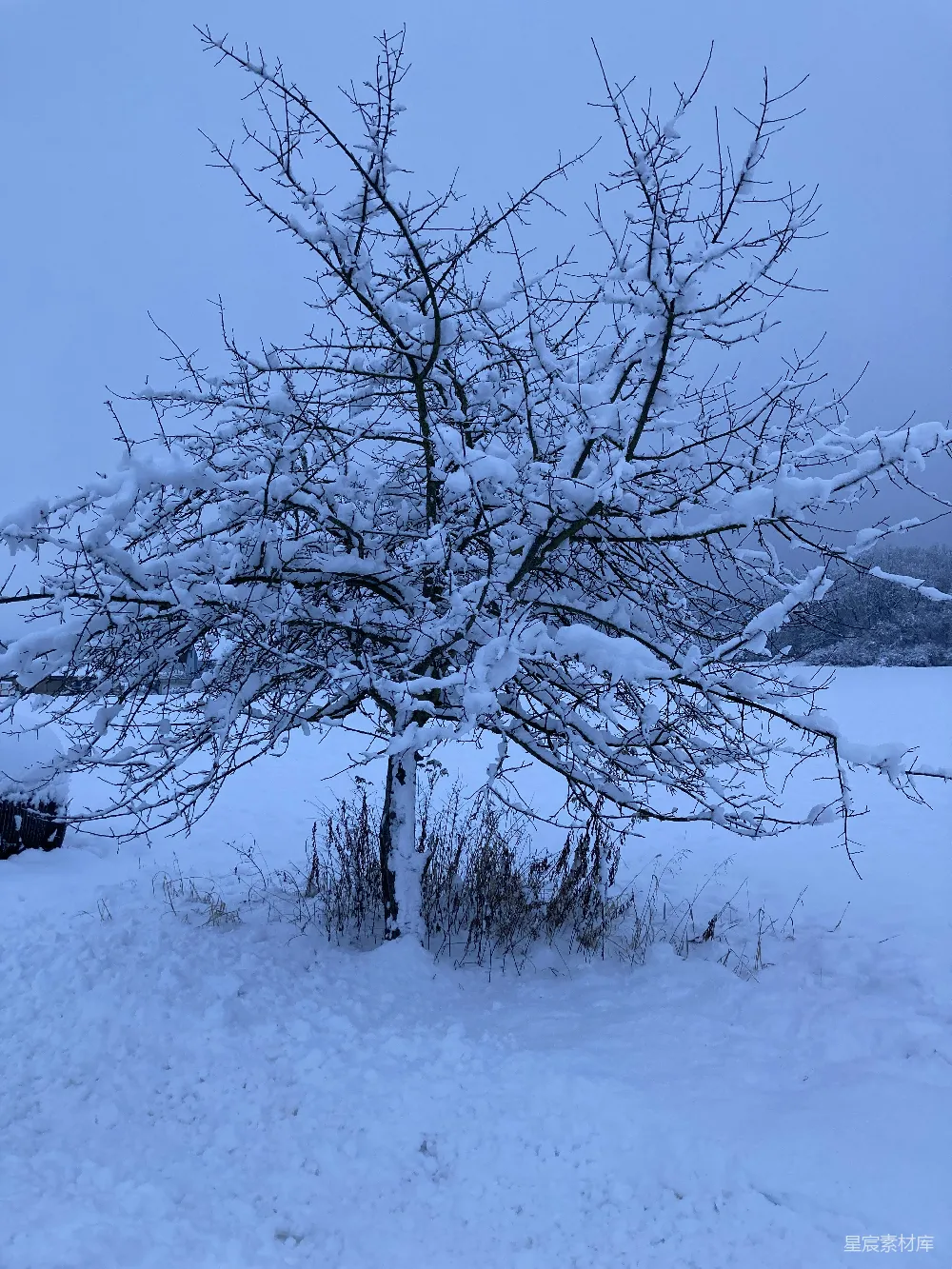 高清摄影 雪景 冬季 自然 宁静 户外 冬日雪景中的孤树