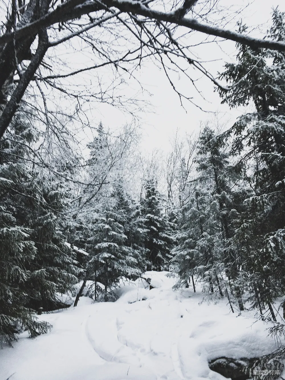 高清摄影 冬景 雪景 森林 自然 宁静 冬日雪林