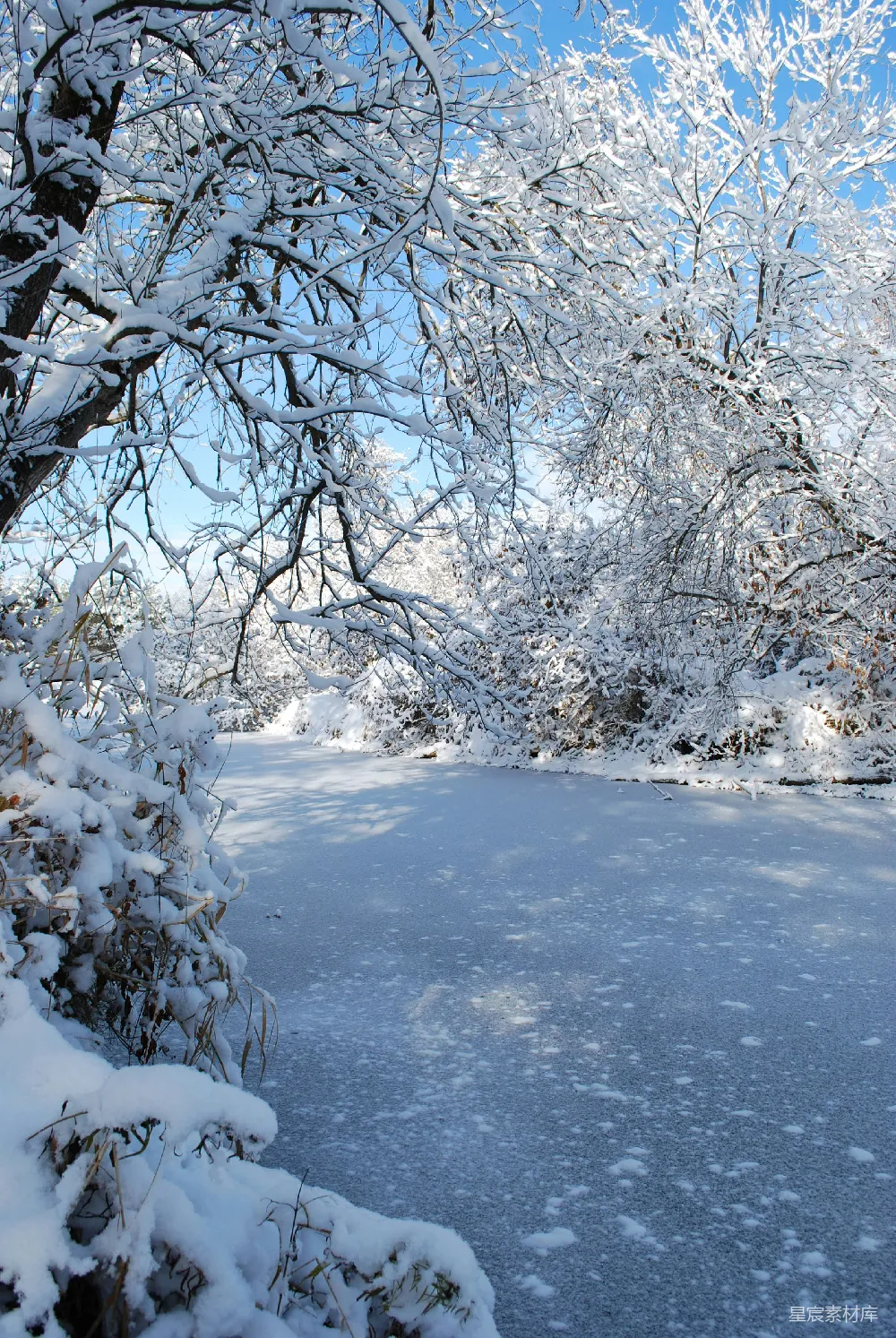 高清摄影 雪景 冬季 自然风光 宁静 户外 冬日静谧的雪景