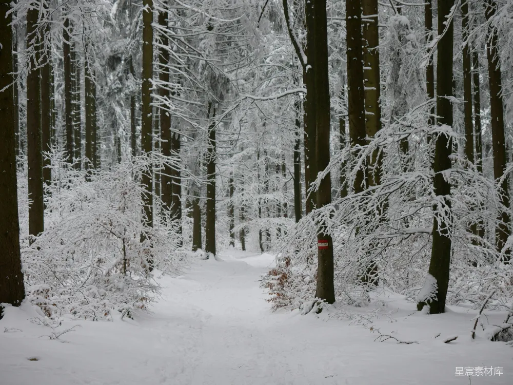 高清摄影 雪景 冬季 森林 自然 宁静 雪后森林的小径