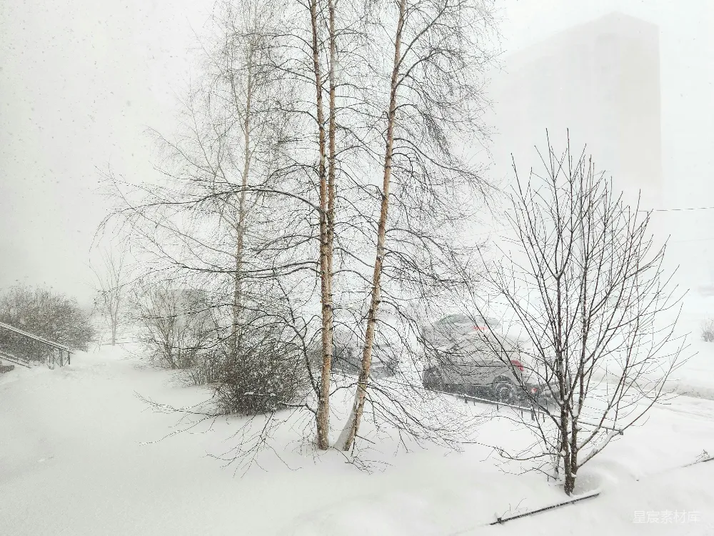 高清摄影 雪景 冬季 自然 树木 宁静 冬日雪景中的静谧时光