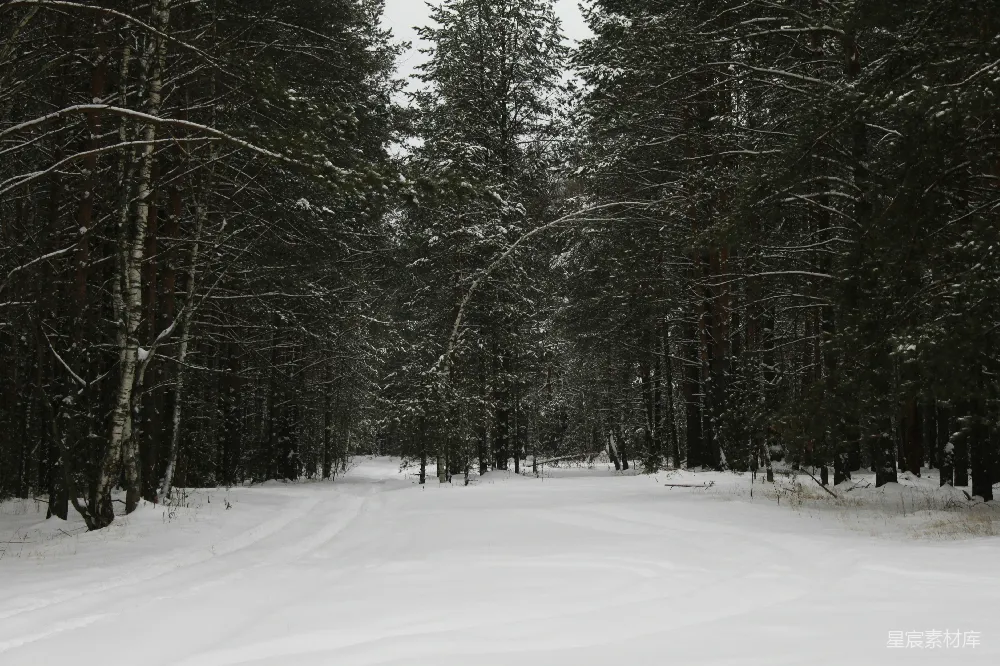 高清摄影 冬季 森林 自然 雪景 宁静 冬日雪地小径