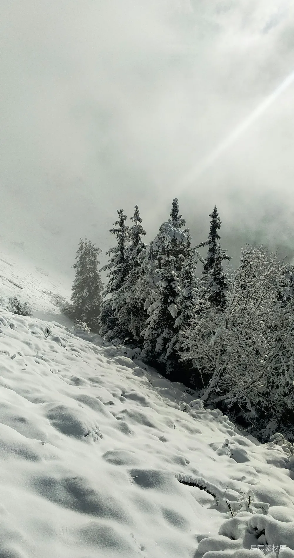高清摄影 雪景 冬季 自然风光 宁静 森林 雪后的静谧森林