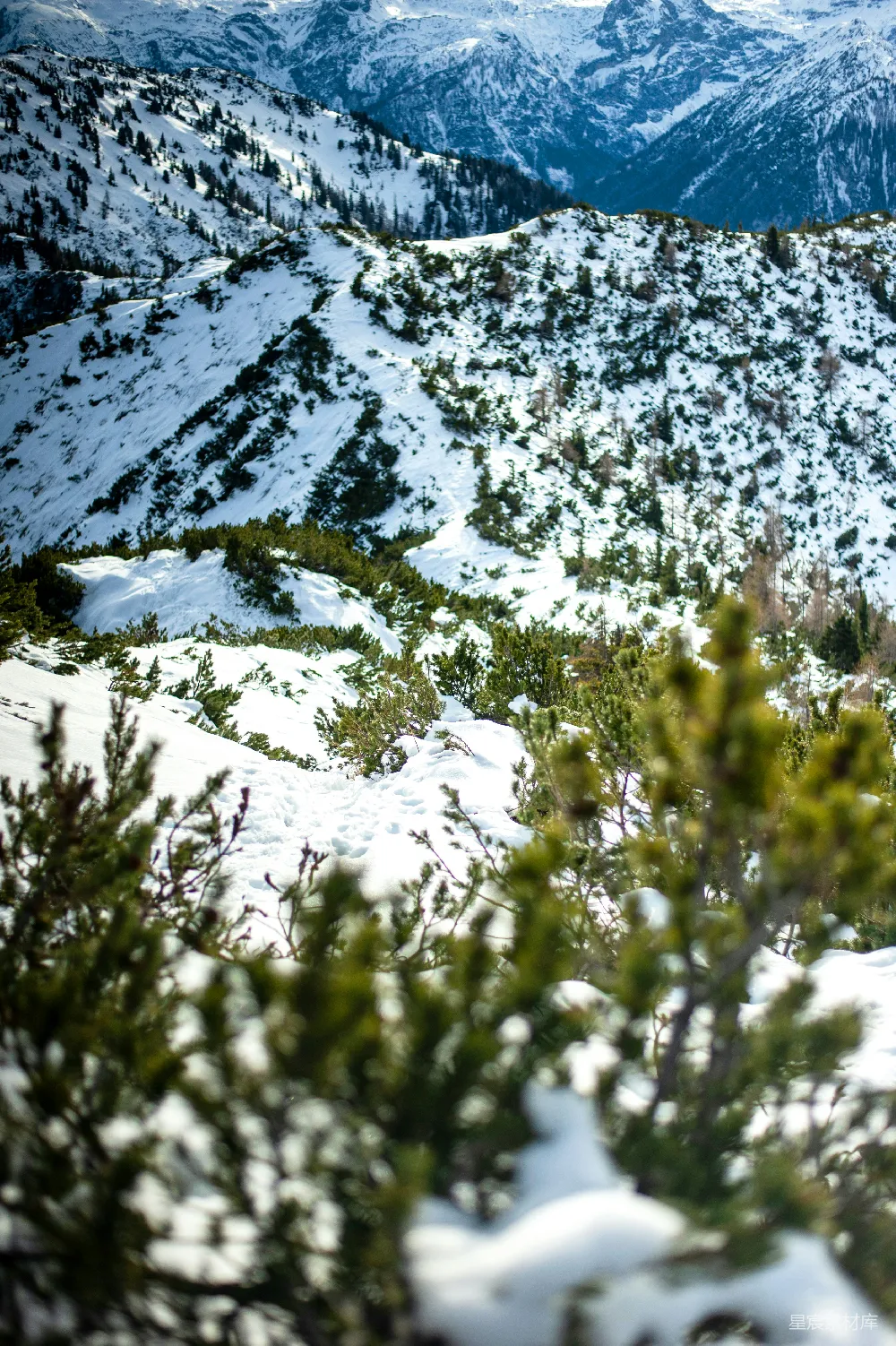 高清摄影 雪山 自然风光 户外场景 冬日景色 摄影 雪覆盖的山脉与松树林