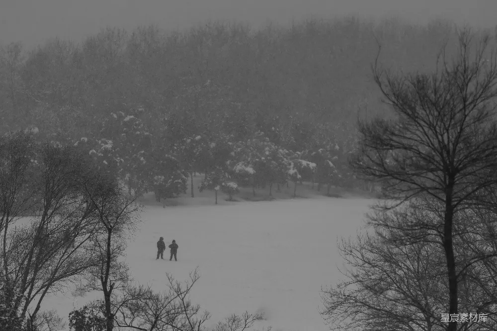 高清摄影 雪景 森林 宁静 冬季 自然 雪中的宁静森林