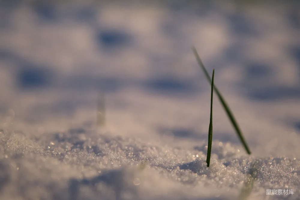 高清摄影 自然 冬季 希望 宁静 摄影 雪地中的绿色希望