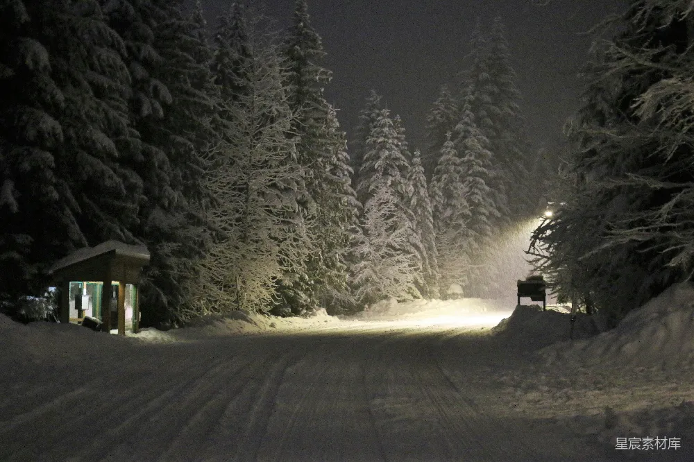 高清摄影 雪景 夜晚 森林 小径 宁静 雪夜中的森林小径
