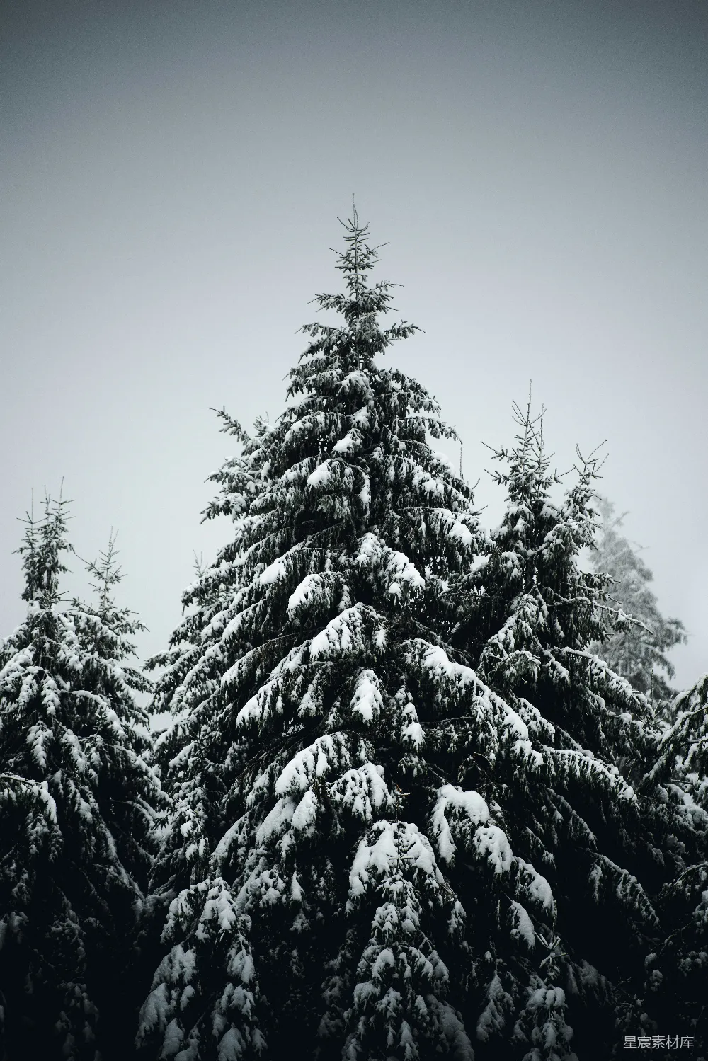 高清摄影 雪景 自然 冬季 森林 宁静 冬日雪景中的松树