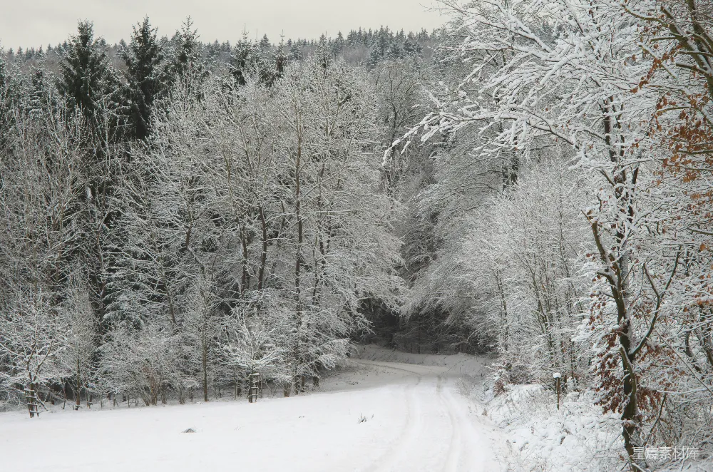 高清摄影 冬景 雪景 自然风光 森林 小路 冬日雪景中的森林小路