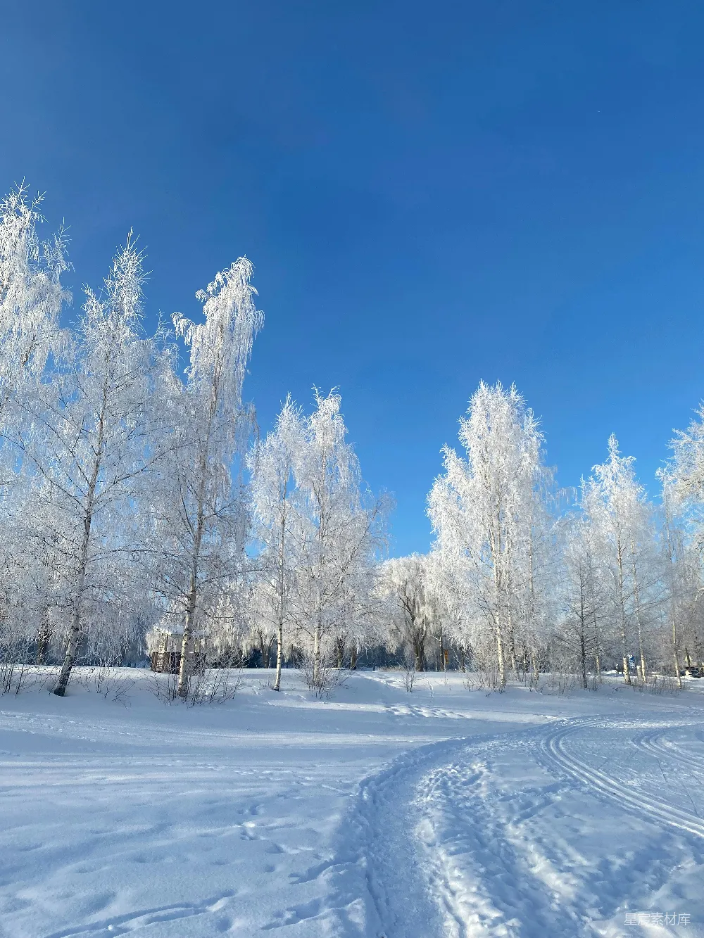 高清摄影 冬日 雪景 自然 松柏 户外 冬日雪景中的松柏