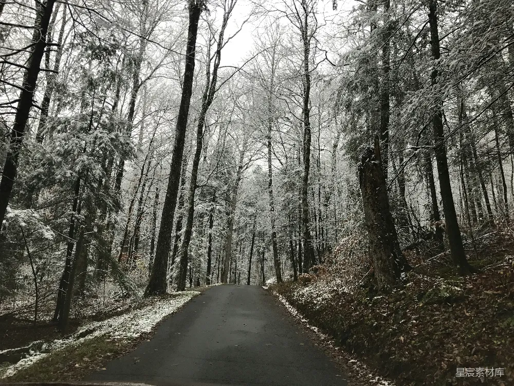 高清摄影 冬季 森林 小径 雪景 自然 冬日森林小径