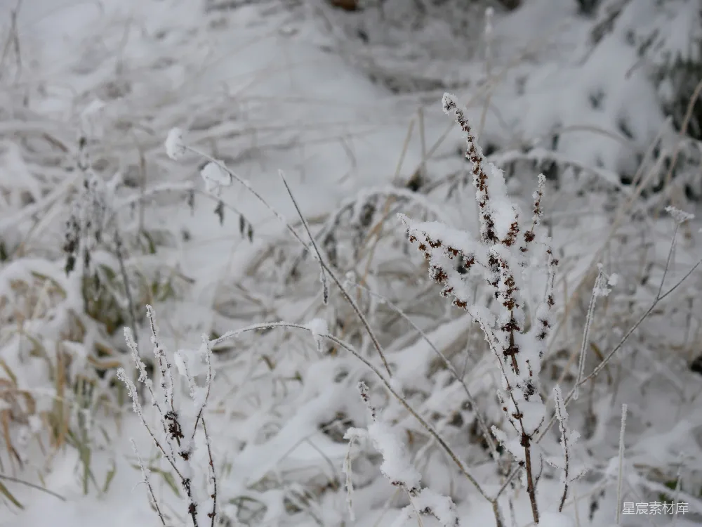 高清摄影 雪景 自然 冬季 户外 宁静 冬日雪景中的草丛