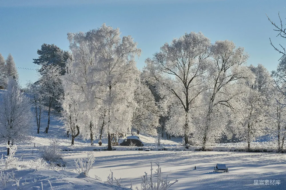 高清摄影 冬日 雪景 自然 宁静 户外 冬日雪景中的自然之美