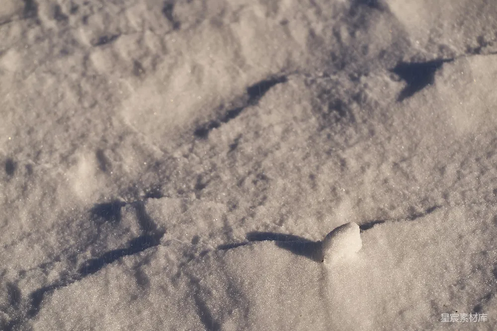 高清摄影 雪地 自然 冬季 宁静 细节 雪地中的小树枝