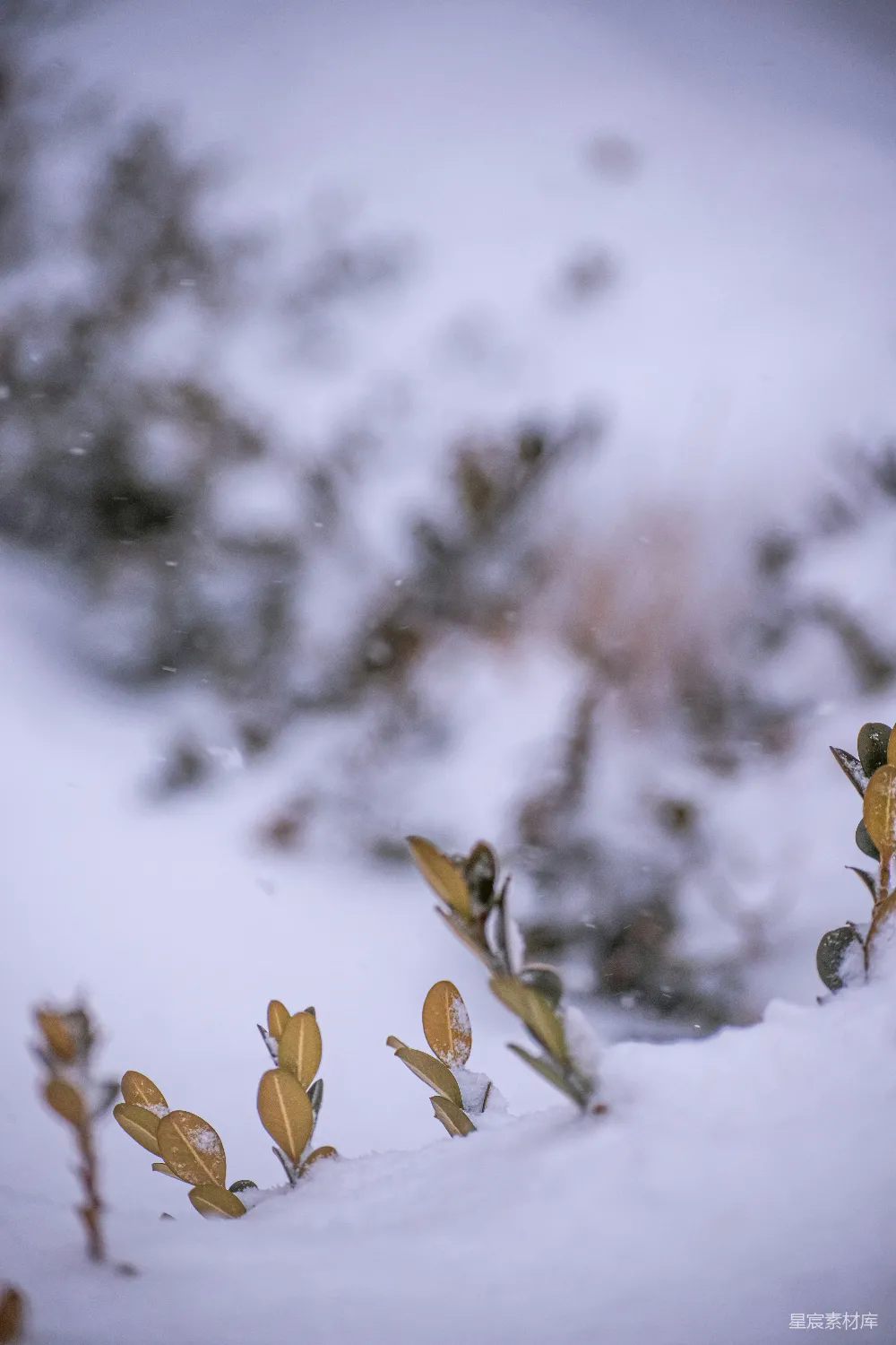 高清摄影 雪景 植物 冬季 自然 宁静 雪地中的绿色植物