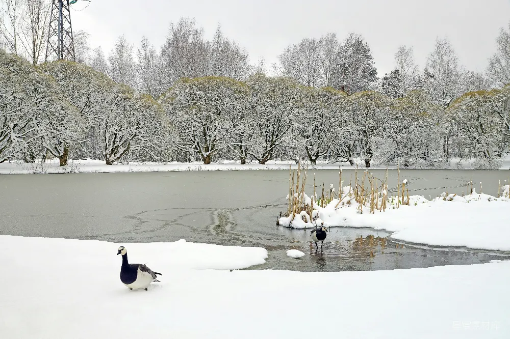 高清摄影 雪景 冬季 自然 野生动物 宁静 冬日湖畔的鹅