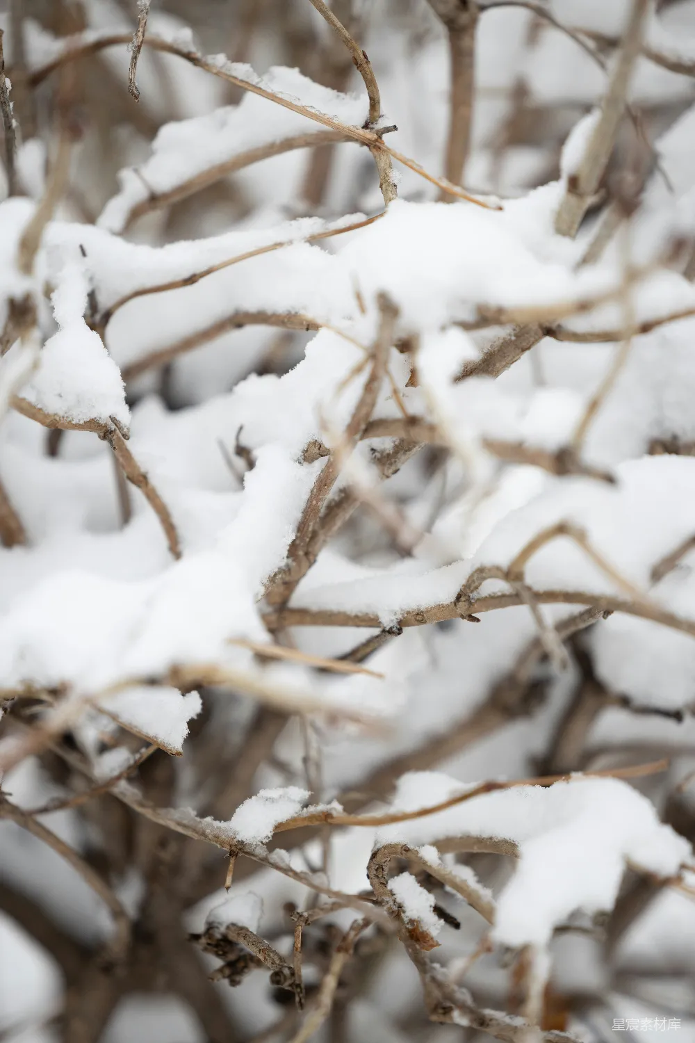 高清摄影 雪景 自然 冬季 枯枝 宁静 雪中的枯枝