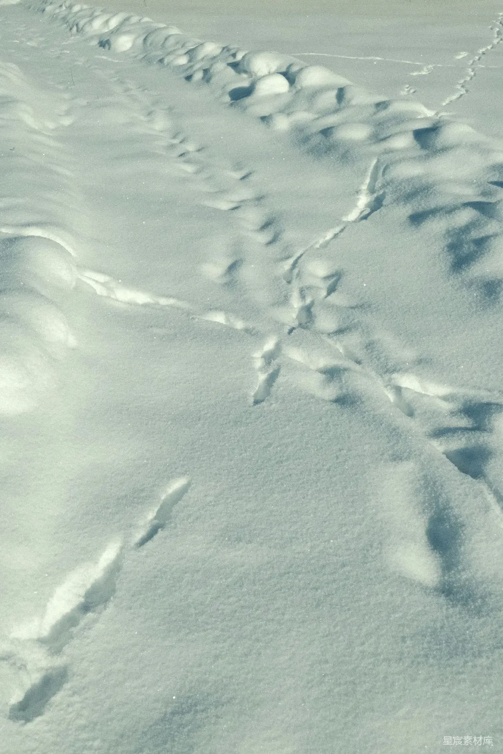 高清摄影 雪地 动物足迹 自然风光 冬季 户外 雪地上的动物足迹