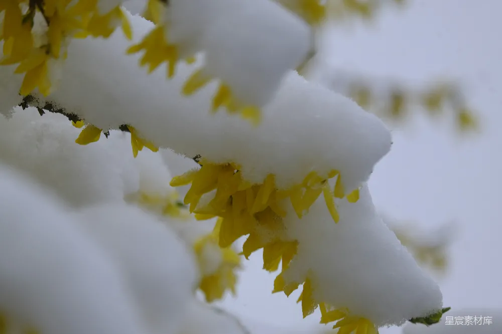 高清摄影 雪景 花卉 自然美 冬季 静谧 雪中绽放的黄色花朵