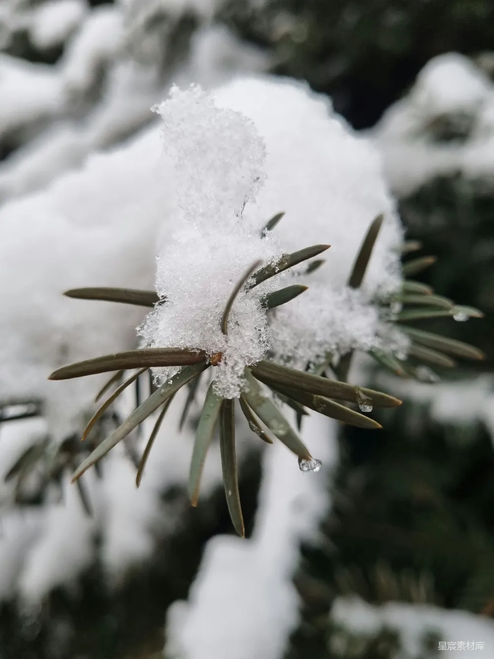 高清摄影 雪景 冬日 自然 松树 宁静 冬日松枝上的雪