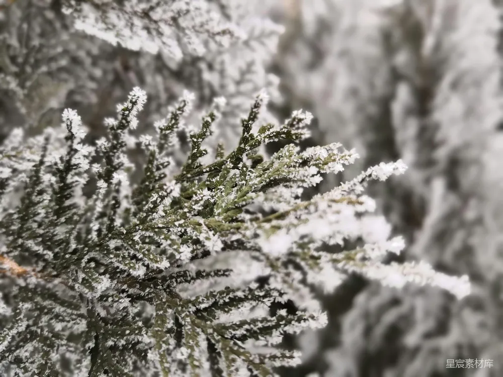 高清摄影 雪景 冬季 自然 松树 清新 冬日松枝雪景