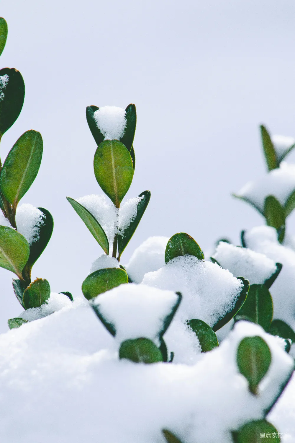 高清摄影 冬日 绿叶 积雪 自然 清新 冬日绿叶与积雪