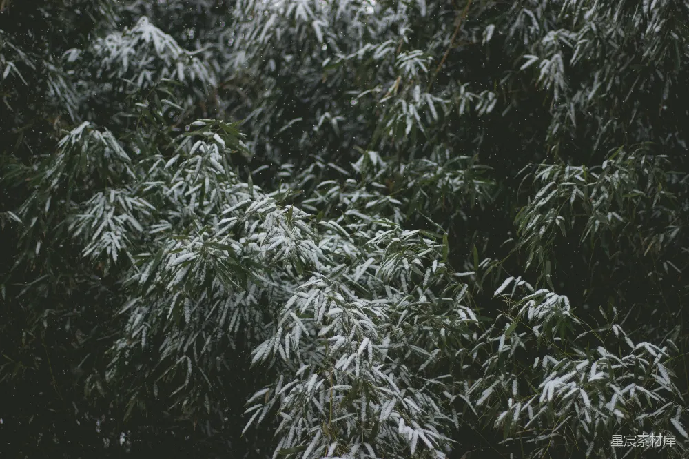 高清摄影 雪景 竹子 自然 冬日 宁静 雪中的竹叶