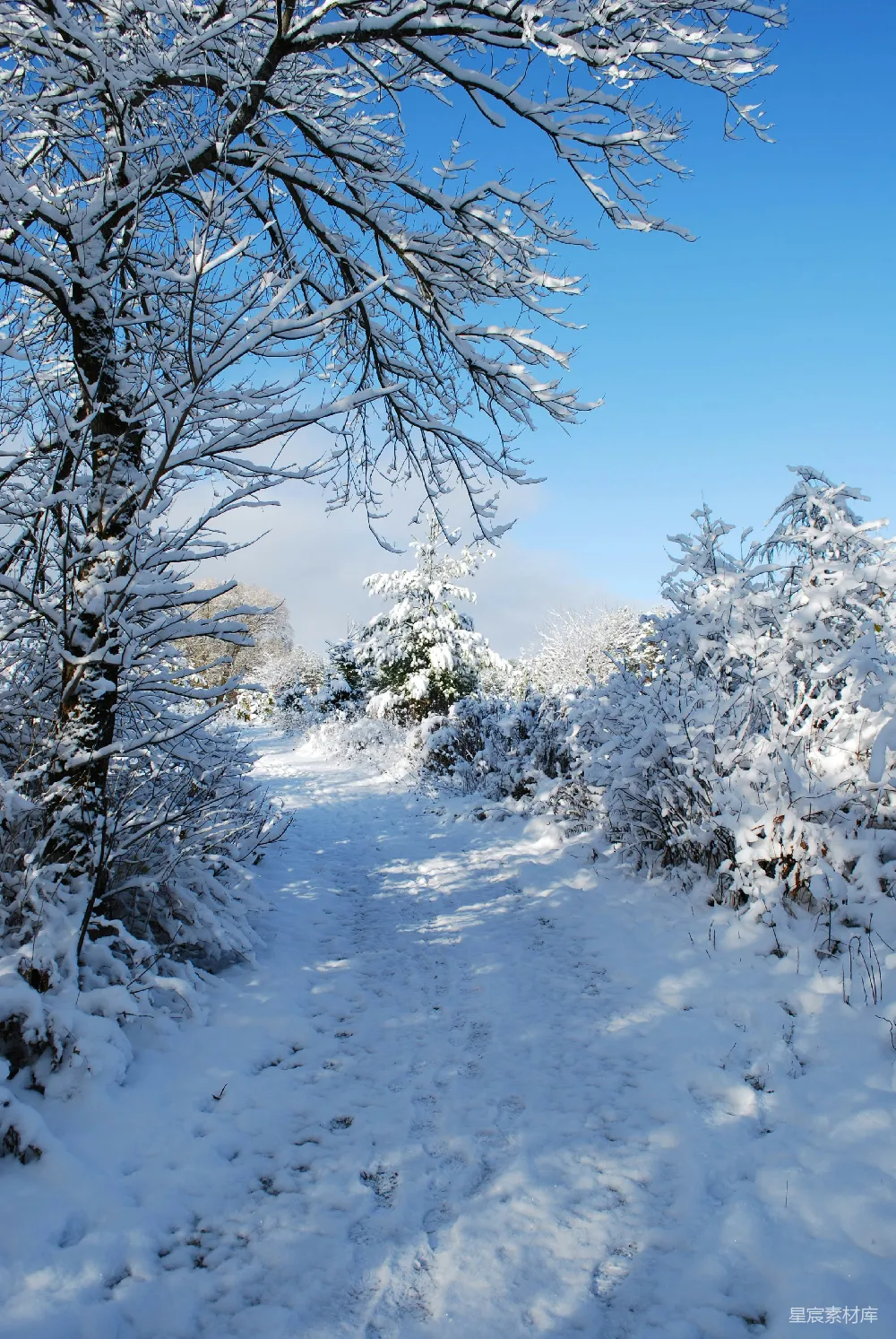 高清摄影 雪景 自然 冬季 小径 宁静 冬日雪景中的小径