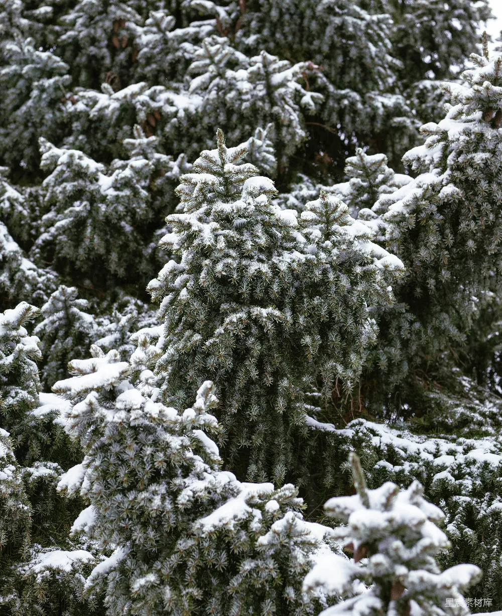 高清摄影 雪景 自然 松树 冬季 宁静 雪后的松树林