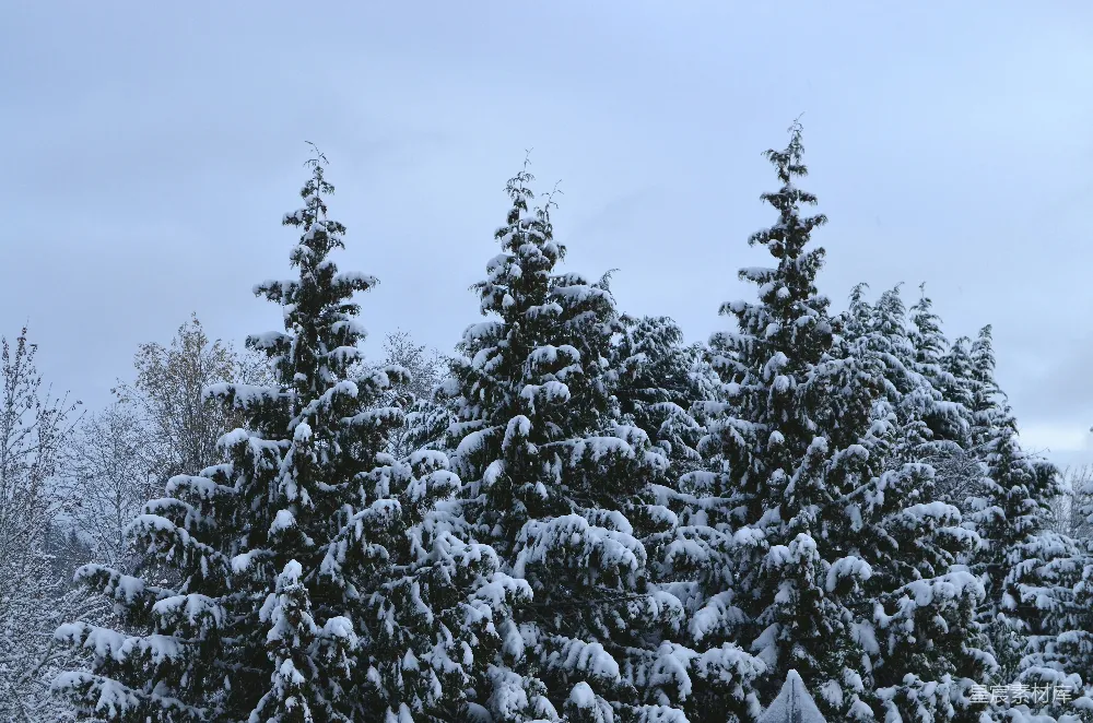 高清摄影 雪景 自然风光 冬季 户外 宁静 冬日雪景中的松树