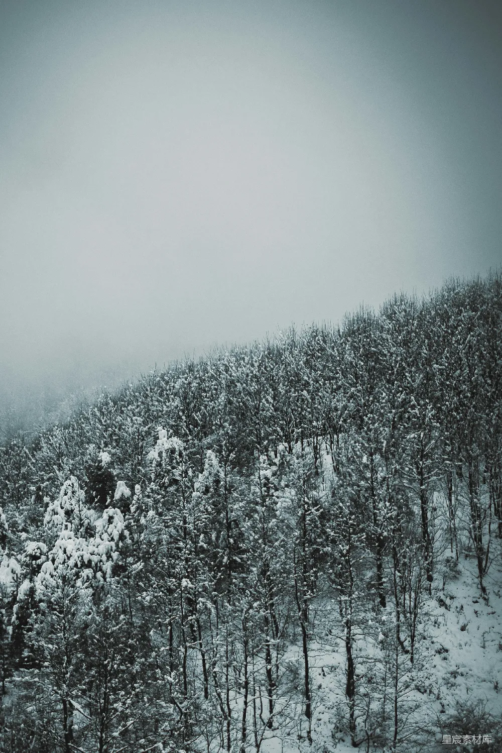 高清摄影 冬日 雪景 山林 自然 宁静 冬日山林雪景